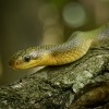 Uzovka stromova - Zamenis longissimus - Aesculapian Snake 5734